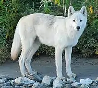 Loup d'Alaska(C. l. pambasileus)