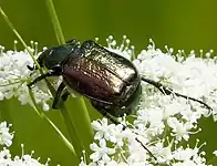 Cétoine variée(Gnorimus variabilis).