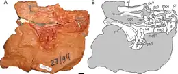 Vue du côté droit du bloc du spécimen holotype, avec les divers éléments postcraniens présents