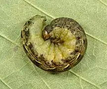 Une chenille de Noctua pronuba en posture défensive (Estonie).