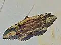 Anisoneura aluco (Eribidae)