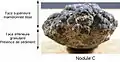 Nodule polymétallique de type C – vue de profil – Pacifique équatorial nord – Laboratoire Géoscience Marine (Ifremer).