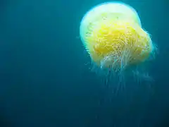 Méduse géante Nemopilema nomurai