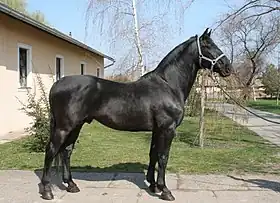 Photo d'un cheval noir grand et élégant présenté de profil au modèle.