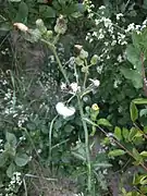 Fruits avec aigrette