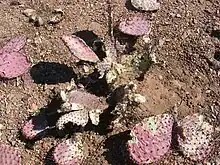 Cactus aux raquettes grignotées et sectionnées