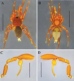 Description de l'image Nopsma leticia (10.3897-zse.97.69089) Figure 2.jpg.