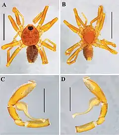 Description de l'image Nopsma macagual (10.3897-zse.97.69089) Figure 3.jpg.