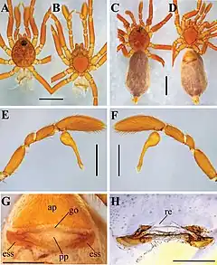 Description de l'image Nopsma paya (10.3897-zse.97.69089) Figure 4.jpg.