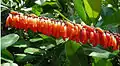 Nectaires de Norantea guianensis dans la région de Pereira (Colombie)