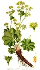 Alchemilla vulgaris