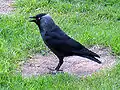 Choucas des tours (Corvus monedula)