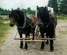 Attelage de deux chevaux marron et noirs, vu de face.