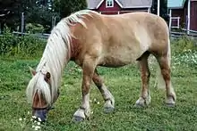 Un cheval fauve-jaune à la crinière blanche en train de brouter.