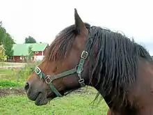 Tête d'un cheval marron à la crinière noire avec un licol vert, des maisons en arrière-plan.