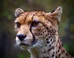 Description de l'image NorthWest African Cheetah (14846381095).jpg.