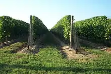 Photographie montrant des rangs de vigne rognés au cordeau.