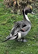 Un canard pilet sur l'herbe.