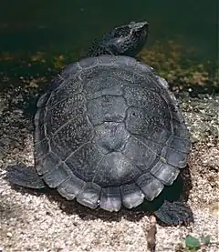 Description de l'image Northern Australian Snapping Turtle (Myuchelys latisternum) (9756835361).jpg.