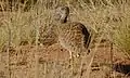 Outarde à miroir blanc ♀ (Parc transfrontalier de Kgalagadi, Afrique du Sud)