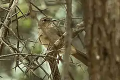 Description de l'image Northern Brownbul - Meru - Kenya 06 8252 (16429554424).jpg.