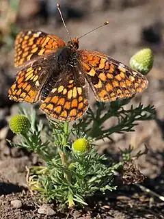 Description de l'image Northern Checkerspot Butterfly.jpg.