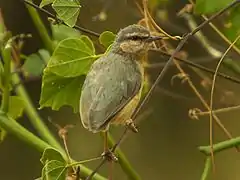 Crombec sittelle (Sylvietta brachyura).