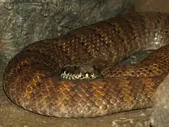 Description de l'image Northern Death Adder - National Aquarium, Baltimore - April 5, 2011.jpg.