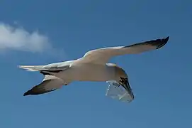 Fou de Bassan à Heligoland.