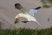 Un grand oiseau blanc avec le bout des plumes noires tient dans son bec des brindilles et herbes. Il est proche du sol, prêt à atterrir.