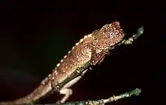 Description de l'image Northern Leaf Chameleon (Brookesia ebenaui) sleeping ... (44542883084).jpg.