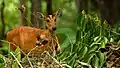 Cerf aboyeur femelle (biche Muntiacus muntjak vaginalis)