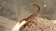 Description de l'image Northern Scorpion, Paruroctonus boreus.jpg.