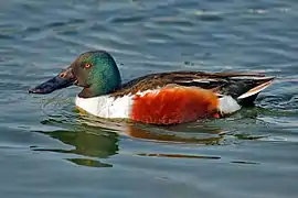 Canard souchet