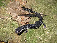 Description de l'image Northern Slimy Salamander (Plethodon glutinosus).jpg.