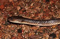 Description de l'image Northern Small-eyed Snake (Cryptophis pallidiceps) (8692345496).jpg.