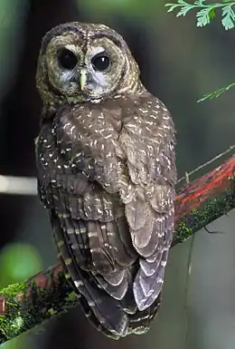 Oiseau de taille moyenne sur une branche couverte de mousse. Il a des plumes brunes couvertes de taches allant du blanc au havane. Ses yeux sont ronds et noirs, et son bec est court et courbé vers le bas.