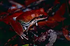 Description de l'image Northern Stony Creek Tree Frog (Litoria jungguy) (9822906336).jpg.