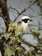 Individu en Tanzanie