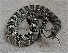 Description de l'image Northern_black-tailed_rattlesnake.jpg.