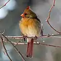 Cardinal rouge femelle à Central Park. Février 2021.