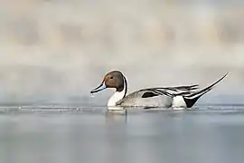 Un canard pilet sur le lac Taudaha (ne), dans la vallée de Katmandou (Népal).