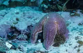 Étoile de mer Asterias rubens attaquant un Strongylocentrotus droebachiensis au Canada.