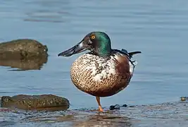 Canard souchet mâle à Brooklyn. Mars 2021.