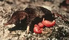 Description de l'image Northern water shrew with young.jpg.