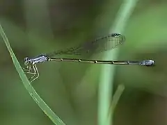 Rhadinosticta banksi (Isostictidae).