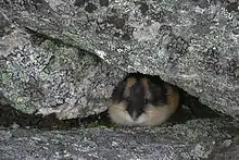 Lemming des toundras dans un abri au niveau du mont Njullá