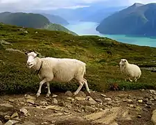 Moutons de la commune