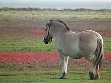 Un cheval vu de 3/4 arrière dos, avec une ligne brune foncée qui parcourt le milieu du dos et finit à la racine de la queue.