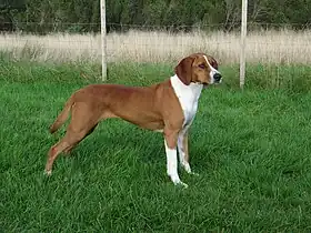 Chien courant de Hygen rouge-brun et blanc.